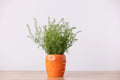 Dol Carrot Planter