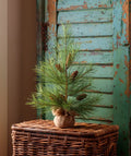 Stone Pine Seedling Tree Small