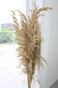 Dried Wild Oats Bunch