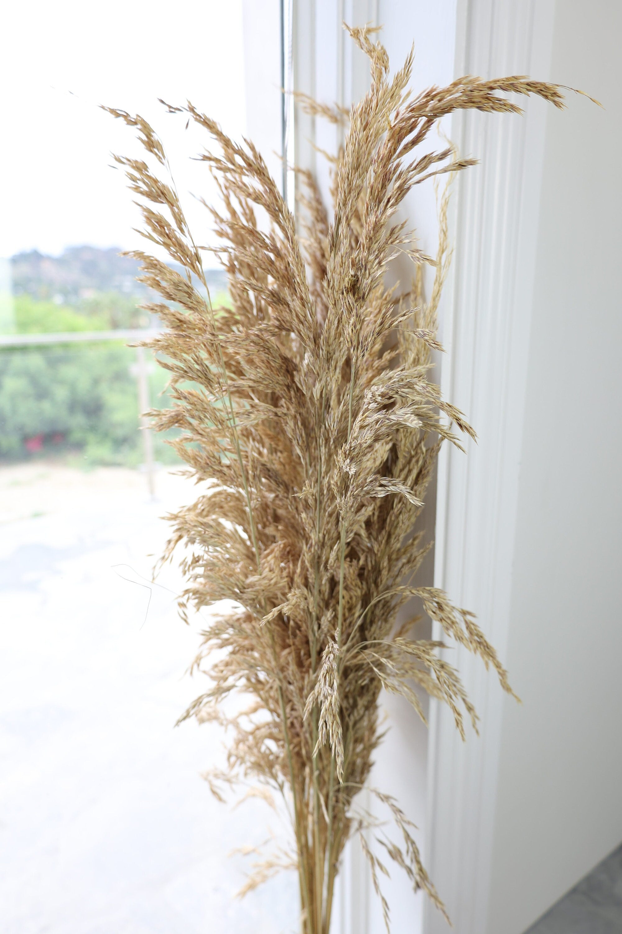 Dried Wild Oats Bunch